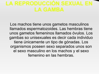 LA REPRODUCCIÓN SEXUAL EN
LA GAMBA
Los machos tiene unos gametos masculinos
llamados espermatozoides. Las hembras tiene
unos gametos femeninos llamados óvulos. Los
gambas so unisexuales es decir cada individuo
tiene únicamente un tipo de gónadas. Los
organismos poseen sexo separados unos son
el sexo masculino en los machos y el sexo
femenino en las hembras.
 