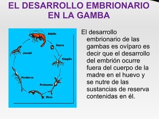 EL DESARROLLO EMBRIONARIO
EN LA GAMBA
El desarrollo
embrionario de las
gambas es ovíparo es
decir que el desarrollo
del embrión ocurre
fuera del cuerpo de la
madre en el huevo y
se nutre de las
sustancias de reserva
contenidas en él.
 