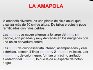 LA AMAPOLA
la amapola silvestre, es una planta de ciclo anual que
alcanza más de 50 cm de altura. De tallos erectos y poco
ramificados con finos pelillos.
Las hojas, que nacen alternas a lo largo del tallo, sin
peciolo, son pinadas y muy dentadas en los márgenes con
una única nervadura central.
Las flores de color escarlata intenso, acampanadas y casi
esféricas, poseen 4 finos pétalos y 2 sépalos vellosos. Los
estambres, de color negro, forman un racimo anillado
alrededor del gineceo, lo que le da el aspecto de botón
negro.
 