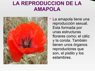 LA REPRODUCCION DE LA
AMAPOLA

La amapola tiene una
reproducción sexual.
Esta formada por
unas estructuras
florares como; el cáliz
y la corola. También
tienen unos órganos
reproductores que
son, el pistilo y los
estambres.
 