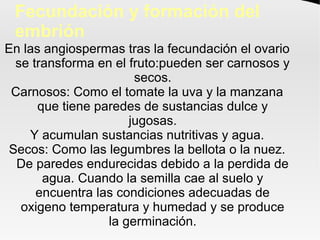 Fecundación y formación del
embrión
En las angiospermas tras la fecundación el ovario
se transforma en el fruto:pueden ser carnosos y
secos.
Carnosos: Como el tomate la uva y la manzana
que tiene paredes de sustancias dulce y
jugosas.
Y acumulan sustancias nutritivas y agua.
Secos: Como las legumbres la bellota o la nuez.
De paredes endurecidas debido a la perdida de
agua. Cuando la semilla cae al suelo y
encuentra las condiciones adecuadas de
oxigeno temperatura y humedad y se produce
la germinación.
 