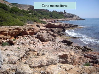 Zona messolitoral  