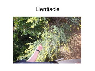Llentiscle 