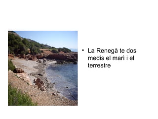 La Renegà te dos medis el marì i el terrestre 