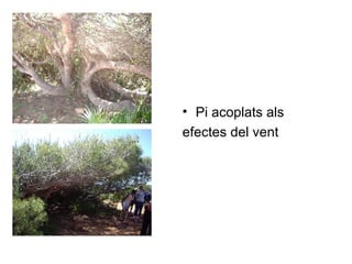 Pi acoplats als  efectes del vent 