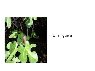 Una figuera  