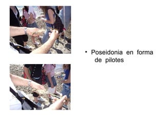 Poseidonia  en  forma  de  pilotes 