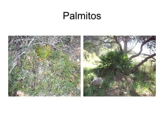 Palmitos 