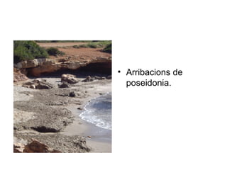 Arribacions de poseidonia. 