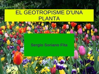 EL GEOTROPISME D'UNA PLANTA Sergio Soriano Fita 