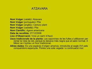 ATZAVARA Nom Vulgar  (català) :  Atzavara Nom Vulgar  (portuguès) :  Pita Nom Vulgar  (anglès) :  Century plant Nom Vulgar  (castellà) :  Pita Nom Científic:   Agave americana Data de recollida:  27/12/2008 Lloc d’Observació:  Vora un camí d’Ascó Usos tradicionals de la planta:  Les saponines de les fulles s’utilitzaven per rentar la roba de dol, perquè la deixava més negra que el sabó normal. A Mèxic se n’extreu un licor tradicional. Altres dades:  És una espècie d’origen americà, introduïda al segle XVI pels conqueridors espanyols. Floreix una sola vegada i a continuació mor. 
