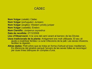 CÀDEC Nom Vulgar  (català) :  Càdec Nom Vulgar  (portuguès) :  Junípero Nom Vulgar  (anglès) :  Western prickly juniper Nom Vulgar  (castellà) :  Enebro Nom Científic:   Juniperus oxycedrus Data de recollida:  27/12/2008 Lloc d’Observació:  A la vora del camí anant al barranc de les Dòvies Usos tradicionals de la planta:  Antigament era molt utilitzada. El seu oli  ajuda a cicatritzar ferides i a curar infeccions de la pell. Les seves infusions, faciliten la digestió. Altres dades:  Petit arbre que es troba en forma d’arbust al bosc mediterrani. Es diferencia del ginebre perquè l’anvers de les seves fulles es recorregut per dues línies blanques en comptes d’una. 