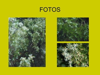 FOTOS 