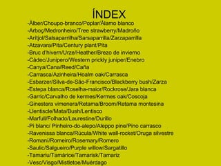 ÍNDEX -Àlber/Choupo-branco/Poplar/Àlamo blanco -Arboç/Medronheiro/Tree strawberry/Madroño -Arítjol/Salsaparrilha/Sarsaparrilla/Zarzaparrilla -Atzavara/Pita/Century plant/Pita -Bruc d’hivern/Urze/Heather/Brezo de invierno -Càdec/Junipero/Western prickly juniper/Enebro -Canya/Cana/Reed/Caña -Carrasca/Azinheira/Hoalm oak/Carrasca -Esbarzer/ Silva-de-S ão-Francisco/Blackberry bush/Zarza -Estepa blanca/Roselha-maior/Rockrose/Jara blanca -Garric/Carvalho de kermes/Kermes oak/Coscoja -Ginestera vimenera/Retama/Broom/Retama montesina -Llentiscle/Mata/Bush/Lentisco -Marfull/Folhado/Laurestine/Durillo -Pi blanc/  Pinheiro-do-alepo/Aleppo pine/Pino carrasco -Ravenissa blanca/Rúcula/White wall-rocket/Oruga silvestre -Romaní/Romeiro/Rosemary/Romero -Saulic/Salgueiro/Purple willow/Sargatillo -Tamariu/Tamárice/Tamarisk/Tamariz -Vesc/Visgo/Mistletoe/Muérdago 