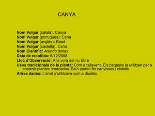 CANYA Nom Vulgar  (català) :  Canya Nom Vulgar  (portuguès) :  Cana Nom Vulgar  (anglès) :  Reed Nom Vulgar  (castellà) :  Caña Nom Científic:   Arundo donax Data de recollida:  6/12/2008 Lloc d’Observació:  A la vora del riu Ebre   Usos tradicionals de la planta:  Com a tallavent. Els pagesos la utilitzen per a sostenir plantes conreades. Se’n poden fer canyissos i cistells Altres dades:  L’arrel s’utilitzava com a diurètic 
