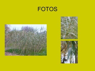 FOTOS 