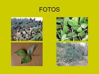 FOTOS 