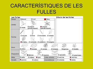 CARACTERÍSTIQUES DE LES FULLES 