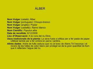 ÀLBER Nom Vulgar  (català) :  Àlber Nom Vulgar  (portuguès) :  Choupo-branco Nom Vulgar  (anglès) :  Poplar Nom Vulgar  (castellà) :  Álamo blanco Nom Científic:   Populus alba Data de recollida:  6/12/2008 Lloc d’Observació:  A la vora del riu Ebre. Usos tradicionals de la planta:  La seva fusta s’utilitza per a fer pasta de paper. Utilitzat també per a fer ombra en parcs i jardins. Altres dades:  Arbre de fulla caduca que viu al bosc de ribera.Té l’escorça i el revers de les fulles de color blanc per protegir-se de la gran quantitat de llum que li reflecteix l’aigua del riu. 