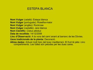 ESTEPA BLANCA Nom Vulgar  (català) :  Estepa blanca Nom Vulgar  (portuguès) :  Roselha-maior Nom Vulgar  (anglès) :  Rockrose Nom Vulgar  (castellà) :  Jara blanca Nom Científic:   Cistus albidus Data de recollida:  14/12/2008 Lloc d’Observació:  A la vora del camí anant al barranc de les Dòvies. Usos tradicionals de la planta:  Decoració. Altres dades:  Arbust molt típic del bosc mediterrani. El fruit té pèls i cinc compartiments. Les fulles són peludes per les dues cares. 