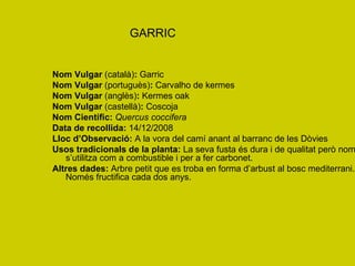 GARRIC Nom Vulgar  (català) :  Garric Nom Vulgar  (portuguès) :  Carvalho de kermes Nom Vulgar  (anglès) :  Kermes oak Nom Vulgar  (castellà) :  Coscoja Nom Científic:   Quercus coccifera Data de recollida:  14/12/2008 Lloc d’Observació:  A la vora del camí anant al barranc de les Dòvies Usos tradicionals de la planta:  La seva fusta és dura i de qualitat però només s’utilitza com a combustible i per a fer carbonet. Altres dades:  Arbre petit que es troba en forma d’arbust al bosc mediterrani. Només fructifica cada dos anys. 