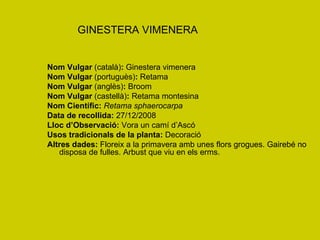 GINESTERA VIMENERA Nom Vulgar  (català) :  Ginestera vimenera Nom Vulgar  (portuguès) :  Retama Nom Vulgar  (anglès) :  Broom Nom Vulgar  (castellà) :  Retama montesina Nom Científic:   Retama sphaerocarpa Data de recollida:  27/12/2008 Lloc d’Observació:  Vora un camí d’Ascó Usos tradicionals de la planta:  Decoració Altres dades:  Floreix a la primavera amb unes flors grogues. Gairebé no disposa de fulles. Arbust que viu en els erms. 