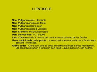 LLENTISCLE Nom Vulgar  (català) :  Llentiscle Nom Vulgar  (portuguès) :  Mata Nom Vulgar  (anglès) :  Bush Nom Vulgar  (castellà) :  Lentisco Nom Científic:   Pistacia lentiscus Data de recollida:  14/12/2008 Lloc d’Observació:  A la vora del camí anant al barranc de les Dòvies Usos tradicionals de la planta:  La seva resina és emprada per a fer ciments dentaris i vernissos. Altres dades:  Arbre petit que es troba en forma d’arbust al bosc mediterrani. Els seus fruits surten a la tardor, són rojos i, quan maduren, són negres. 