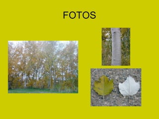 FOTOS 