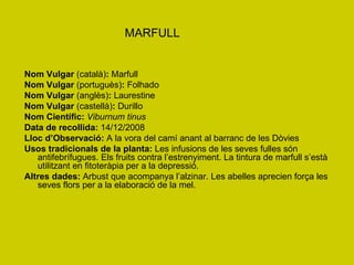 MARFULL Nom Vulgar  (català) :  Marfull Nom Vulgar  (portuguès) :  Folhado Nom Vulgar  (anglès) :  Laurestine Nom Vulgar  (castellà) :  Durillo Nom Científic:   Viburnum tinus Data de recollida:  14/12/2008 Lloc d’Observació:  A la vora del camí anant al barranc de les Dòvies Usos tradicionals de la planta:  Les infusions de les seves fulles són antifebrífugues. Els fruits contra l’estrenyiment. La tintura de marfull s’està utilitzant en fitoteràpia per a la depressió.  Altres dades:  Arbust que acompanya l’alzinar. Les abelles aprecien força les seves flors per a la elaboració de la mel. 