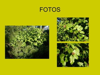 FOTOS 