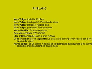PI BLANC Nom Vulgar  (català) :  Pi blanc Nom Vulgar  (portuguès) :  Pinheiro-do-alepo Nom Vulgar  (anglès) :  Aleppo pine Nom Vulgar  (castellà) :  Pino carrasco Nom Científic:   Pinus halepensis Data de recollida:  27/12/2008 Lloc d’Observació:  Bosc a prop d’Ascó Usos tradicionals de la planta:  La fusta es fa servir per fer caixes per la fruita i pasta de paper. Altres dades:  És un arbre. A causa de la destrucció dels alzinars s’ha convertit en l’arbre més abundant del nostre país. 