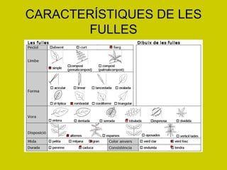CARACTERÍSTIQUES DE LES FULLES 