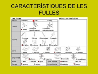 CARACTERÍSTIQUES DE LES FULLES 