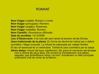 ROMANÍ Nom Vulgar  (català) :  Romaní o romer Nom Vulgar  (portuguès) :  Romeiro Nom Vulgar  (anglès) :  Rosemary Nom Vulgar  (castellà) :  Romero Nom Científic:   Rosmarinus officinalis Data de recollida:  14/12/2008 Lloc d’Observació:  A la vora del camí anant al barranc de les Dòvies. Usos tradicionals de la planta:  En forma de alcohol és indicat per a dolors reumàtics i fatiga muscular. La infusió és adequada per netejar ferides. El seu oli essencial és un estimulant. També té usos cosmètics per la caspa Altres dades:  Arbust del bosc mediterrani. Els grecs el cremaven als temples com a ofrena als seus déus. Els romans la consideraven una planta sagrada, que simbolitzava l’amor i la mort. Actualment un dels principals productors d’oli de romer és el Marroc. 