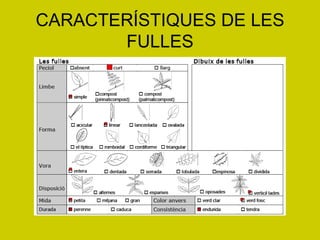 CARACTERÍSTIQUES DE LES FULLES 
