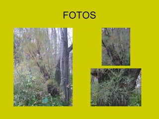 FOTOS 