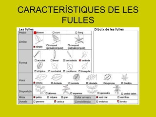 CARACTERÍSTIQUES DE LES FULLES 