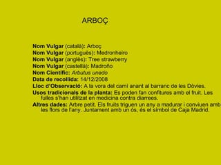 ARBOÇ Nom Vulgar  (català) :  Arboç Nom Vulgar  (portuguès) :  Medronheiro   Nom Vulgar  (anglès) :  Tree strawberry Nom Vulgar  (castellà) :  Madroño Nom Científic:   Arbutus unedo Data de recollida:  14/12/2008 Lloc d’Observació:  A la vora del camí anant al barranc de les Dòvies. Usos tradicionals de la planta:  Es poden fan confitures amb el fruit. Les fulles s’han utilitzat en medicina contra diarrees. Altres dades:  Arbre petit. Els fruits triguen un any a madurar i conviuen amb les flors de l’any. Juntament amb un ós, és el símbol de Caja Madrid. 