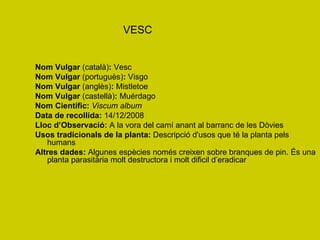 VESC Nom Vulgar  (català) :  Vesc Nom Vulgar  (portuguès) :  Visgo Nom Vulgar  (anglès) :  Mistletoe Nom Vulgar  (castellà) :  Muérdago Nom Científic:   Viscum album Data de recollida:  14/12/2008 Lloc d’Observació:  A la vora del camí anant al barranc de les Dòvies Usos tradicionals de la planta:  Descripció d'usos que té la planta pels humans Altres dades:  Algunes espècies només creixen sobre branques de pin. És una planta parasitària molt destructora i molt dificil d’eradicar 