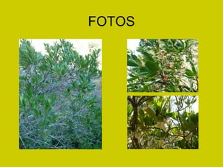 FOTOS 