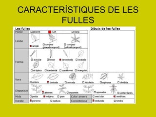 CARACTERÍSTIQUES DE LES FULLES 