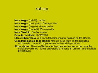 ARÍTJOL Nom Vulgar  (català) :   Arítjol Nom Vulgar  (portuguès) :  Salsaparrilha Nom Vulgar  (anglès) :  Sarsaparrilla Nom Vulgar  (castellà) :  Zarzaparrilla Nom Científic:   Smilax aspera Data de recollida:  14/12/2008 Lloc d’Observació:  A la vora del camí anant al barranc de les Dòvies. Usos tradicionals de la planta:  Amb els seus fruits es fan begudes refrescants. L’arrel té propietats estimulants i depuratives. Altres dades:  Planta enfiladissa. Antigament es feia servir per curar les malalties venèries.  Molts emperadors romans en prenien amb finalitats preventives. 
