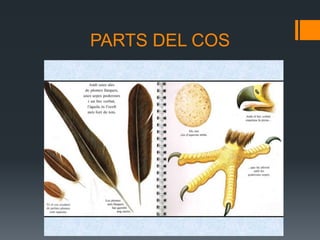 PARTS DEL COS
 