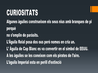 CURIOSITATS
Algunes àguiles construeixen els seus nius amb branques de pi
perquè
no s’omplin de paràsits.
L’Àguila Reial posa dos ous però nomes en cria un.
L’ Àguila de Cap Blanc es va convertir en el símbol de EEUU.
A les àguiles se les coneixen com els pirates de l’aire.
L’àguila Imperial esta en perill d’extinció
 
