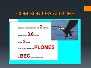 COM SON LES ÀLIGUES
 