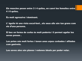 Els mascles pesen entre 3 i 4 quilos, en canvi les femelles entre
4 i 6 quilos.
És molt agressiva i dominant.
L’ àguila té una vista excel·lent , els seus ulls són tan grans com
els d’una persona.
El bec en forma de corba és molt poderós i li permet agafar les
seves preses .
Les potes són molt fortes i tenen unes urpes corbades i afilades
com ganivets.
Les seves ales són planes i rodones ideals per poder volar.
 
