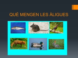 QUÈ MENGEN LES ÀLIGUES
 