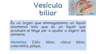 Vesícula
biliar
És un òrgan que emmagatzema un líquid
anomenat bilis que és un líquid que
produeix el fetge per a ajudar a digerir els
aliments.
Malalties: Còlic biliar, càlcul biliar,
colecistitis, pòlips...
 