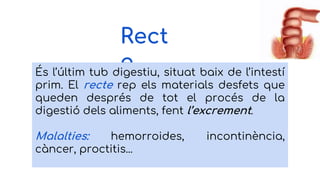 Rect
eÉs l’últim tub digestiu, situat baix de l’intestí
prim. El recte rep els materials desfets que
queden després de tot el procés de la
digestió dels aliments, fent l’excrement.
Malalties: hemorroides, incontinència,
càncer, proctitis...
 