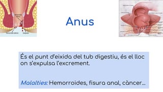 Anus
És el punt d’eixida del tub digestiu, és el lloc
on s’expulsa l’excrement.
Malalties: Hemorroides, fisura anal, càncer...
 